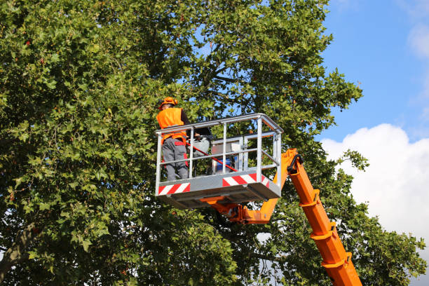 Trusted Dulles Town Center, VA  Tree Services Experts