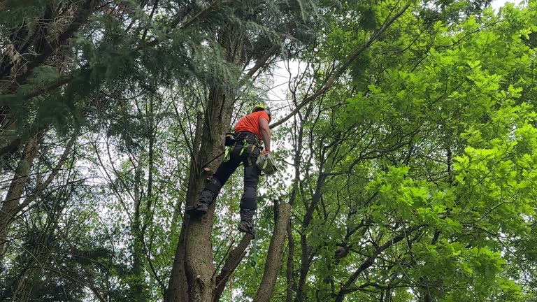 Leaf Removal Services in Dulles Town Center, VA