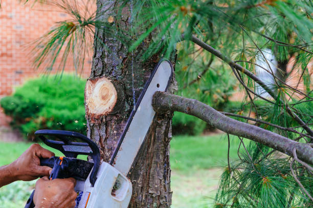 Why Choose Our Tree Removal Services in Dulles Town Center, VA?